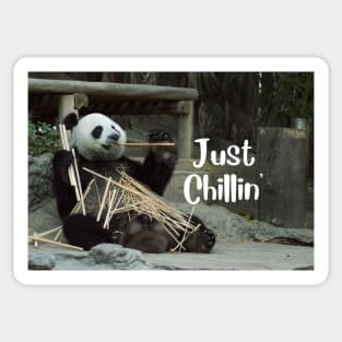 Just Chillin' Panda Sticker